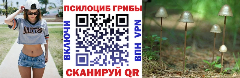 Галлюциногенные грибы MAGIC MUSHROOMS  OMG как зайти  Грязовец 